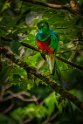 107 Monteverde, quetzal